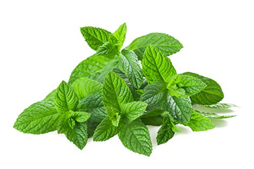 US Organic 100% Pure Spearmint Essential Oil - USDA Certified Organic, Steam Distilled - W/Euro droppers (More Size Variations Available) (10 ml /.33 fl oz)
