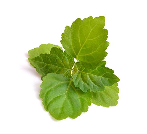 US Organic 100% Pure Patchouli Essential Oil - USDA Certified Organic, Steam Distilled - W/Euro droppers (More Size Variations Available) (10 ml /.33 fl oz)