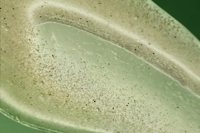 Aesop Geranium Leaf Body Scrub | Exfoliating Body Polish with Bamboo & Pumice | Smoothing, Cleansing Scrub for Dry, Rough Skin | Fresh Citrus, Green Aroma | 6.2 oz
