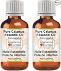 Greenwood Essential Pure Calamus Essential Oil (Acorus Calamus) Steam Distilled (Pack of Two) 100ml X 2 (6.76 oz)