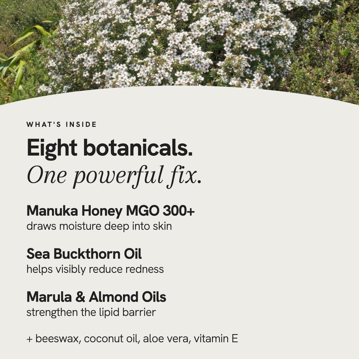 Blossom Essentials Manuka Honey Salve for Dry Skin and Eczema Relief, 4oz