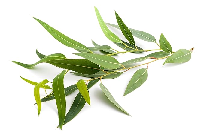 US Organic 100% Pure Eucalyptus Essential Oil (Radiata) - USDA Certified Organic, Steam Distilled - W/Euro droppers (More Size Variations Available) (15 ml /.5 fl oz)