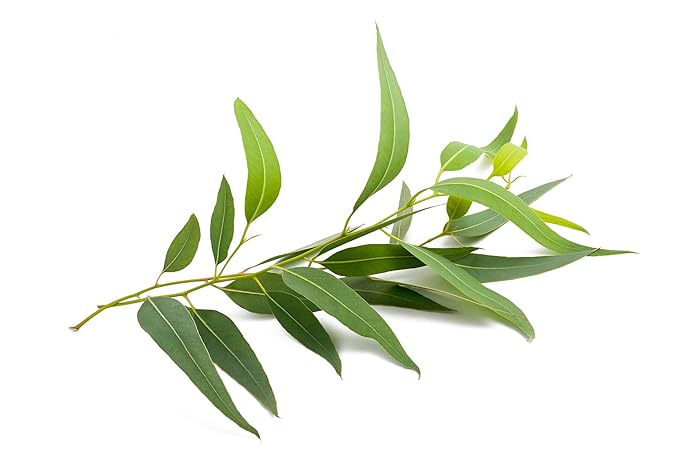 US Organic 100% Pure Eucalyptus Essential Oil (Globulus) - USDA Certified Organic, Steam Distilled - W/Euro droppers (More Size Variations Available) (15 ml /.5 fl oz)