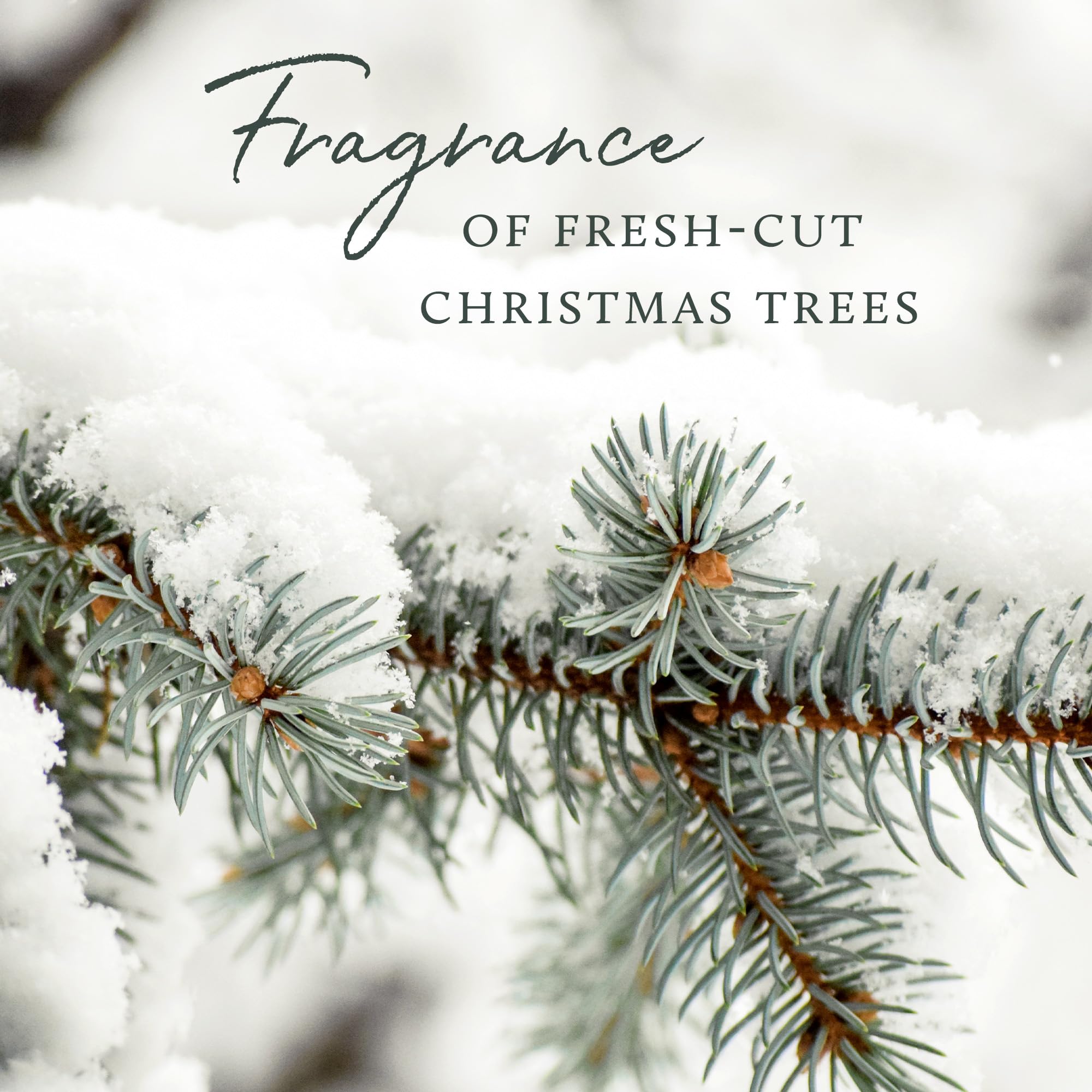 Thymes Home Fragrance Mist – Room Air Fresheners for Home Long Lasting – Air Freshener Spray – Pine Room Spray with Notes of Crisp Siberian Fir Needles, Cedarwood & Sandalwood (Frasier Fir, 3 oz)