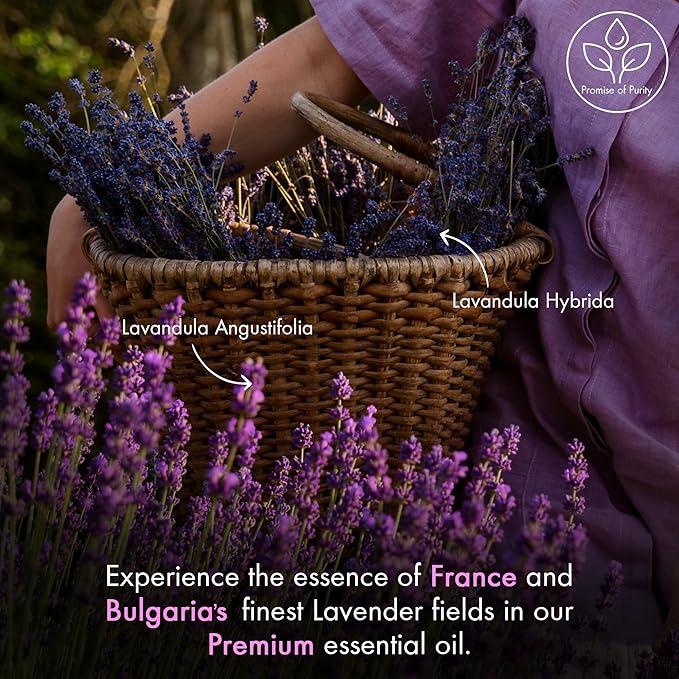 Majestic Pure Lavender Essential Oil for Diffuser - 1 Fl Oz