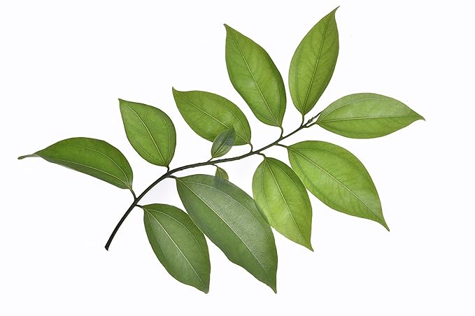US Organic 100% Pure Cinnamon Leaf Essential Oil - USDA Certified Organic, Steam Distilled - W/Euro Dropper (More Size Variations Available) (15 ml /.5 fl oz)